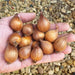 Iris Hollandica 60 Bulb Collection - Plants2Gardens