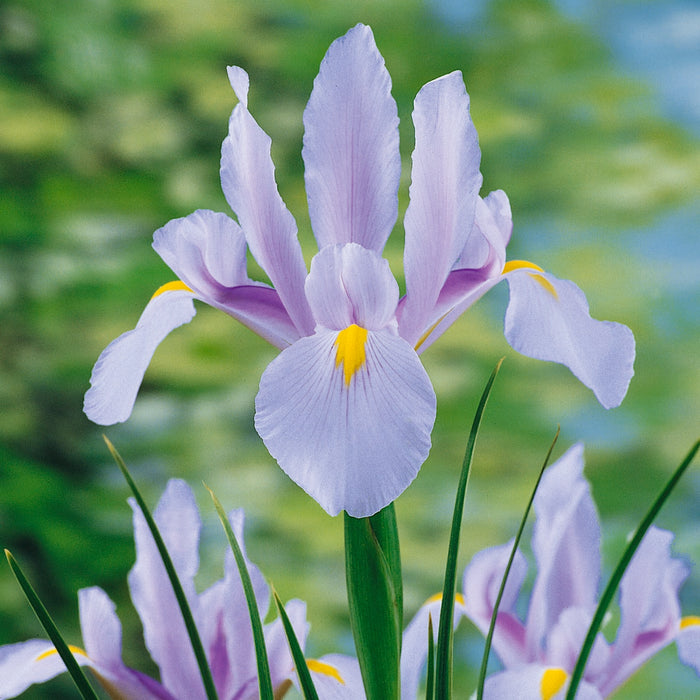Iris Hollandica 60 Bulb Collection - Plants2Gardens