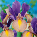 Iris Hollandica 60 Bulb Collection - Plants2Gardens