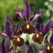 Iris Hollandica 60 Bulb Collection - Plants2Gardens