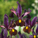 Iris Hollandica Lucky Dip 20 Bulb - Plants2Gardens