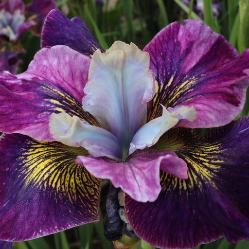 Iris sibirica Peacock Charming Billy - Plants2Gardens