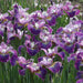 Iris sibirica Peacock Charming Billy - Plants2Gardens