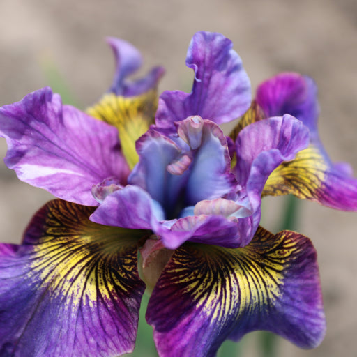Iris sibirica Peacock Charming Billy - Plants2Gardens