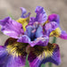 Iris sibirica Peacock Charming Billy - Plants2Gardens