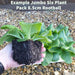 Osteo Serenity 6 Jumbo Plant Collection- Despatch From 9th May - Plants2Gardens