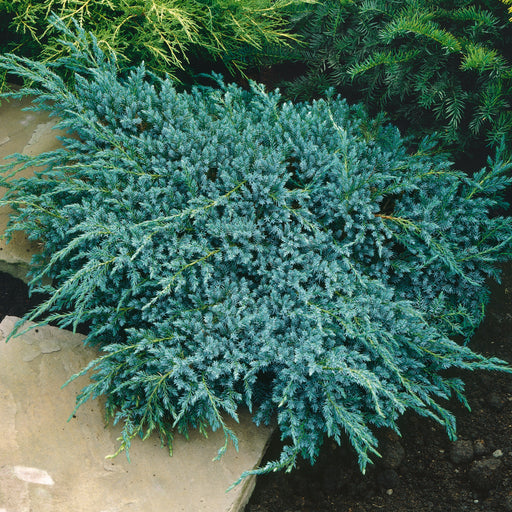 Juniperus Blue Carpet - Plants2Gardens