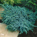Juniperus Blue Carpet - Plants2Gardens