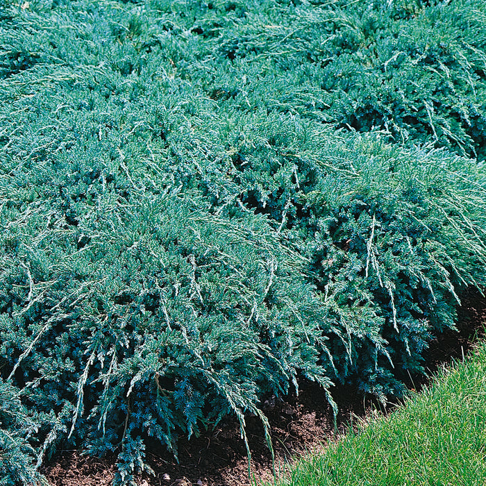 Juniperus Blue Carpet - Plants2Gardens