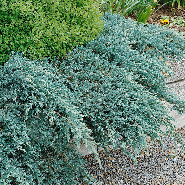 Juniperus Blue Carpet - Plants2Gardens