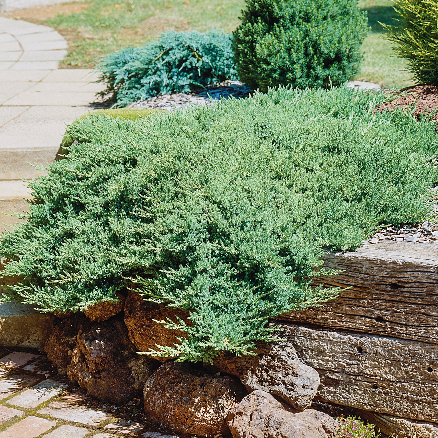 Buy Conifers Online from Plants2Gardens