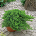 Juniperus Nana 3 Ltr - Plants2Gardens