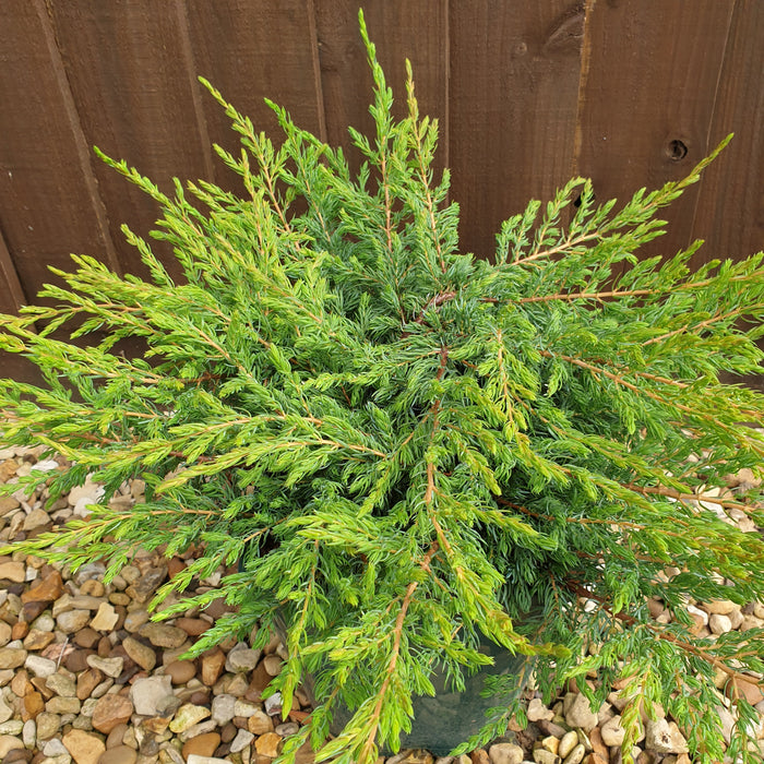 Juniperus Schlager - Plants2Gardens