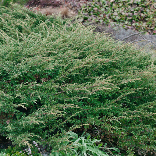 Juniperus Schlager - Plants2Gardens