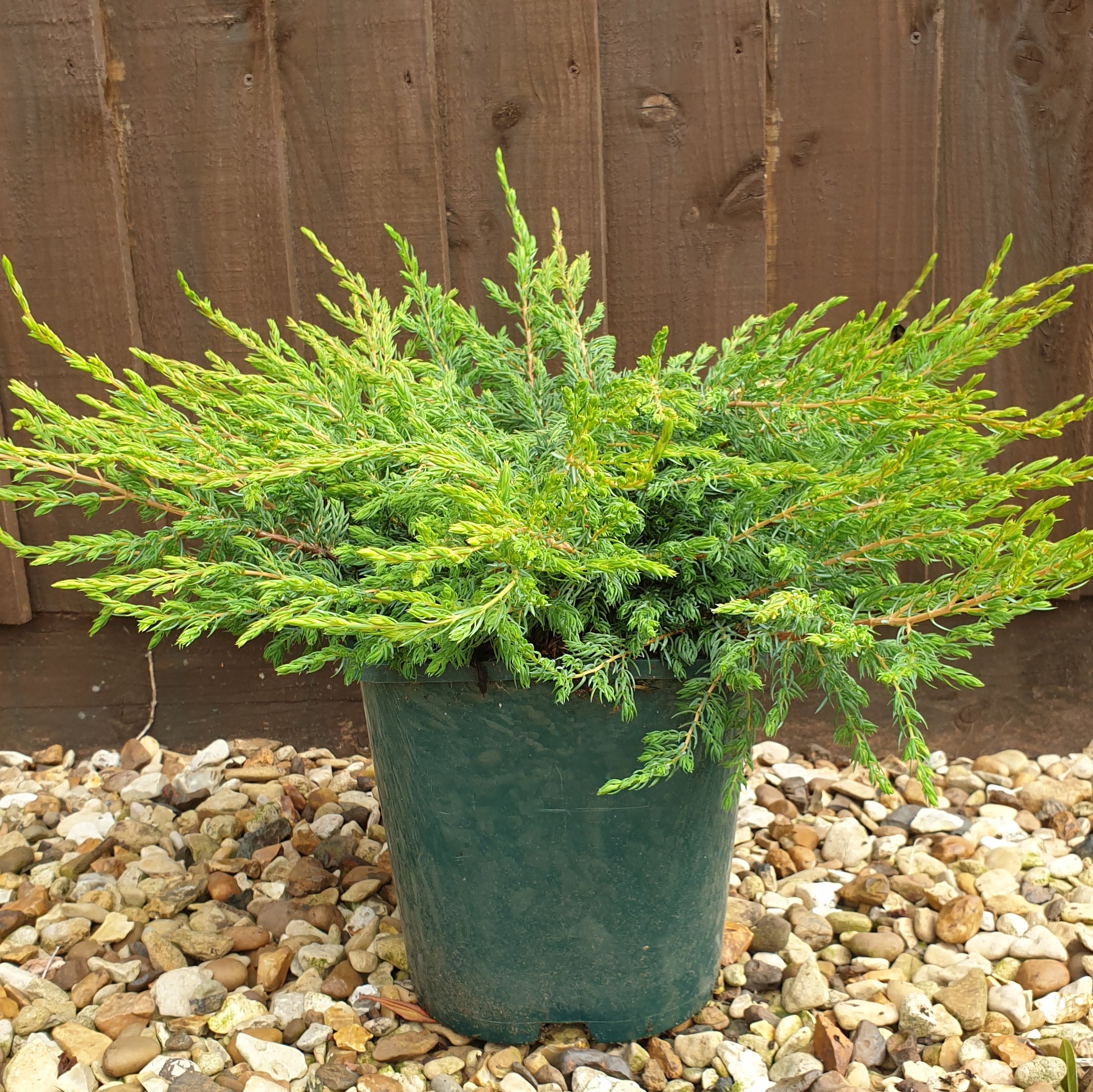 Juniperus Schlager (4.5 Litre) £22.00 by Plants2Gardens