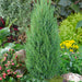 Juniperus Compressa - Plants2Gardens