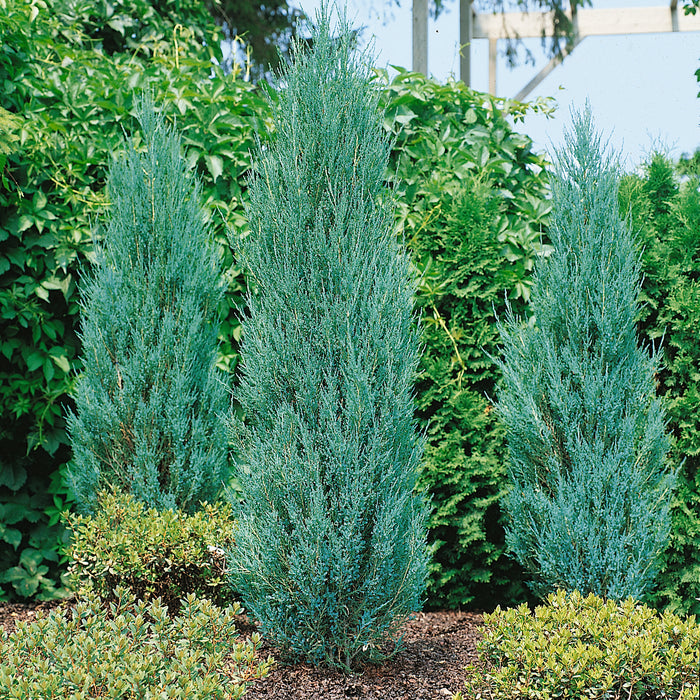 Juniperus Blue Arrow - Plants2Gardens