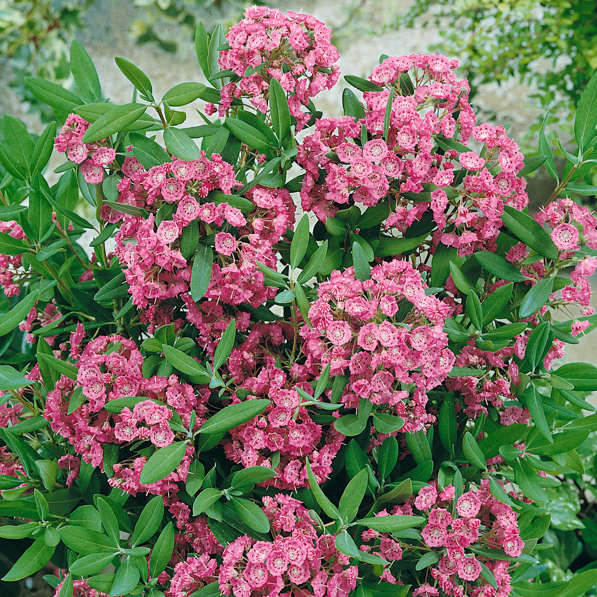 Kalmia angustifolia Rubra (1.5 Litre) £25.00 by Plants2Gardens
