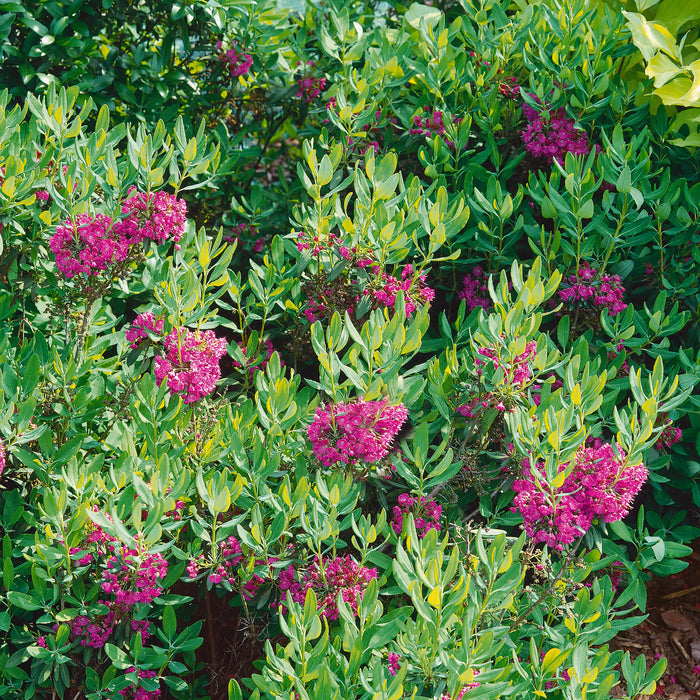 Kalmia angustifolia Rubra - Plants2Gardens