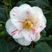 Camellia Lady Vansittart 4 Ltr - Plants2Gardens