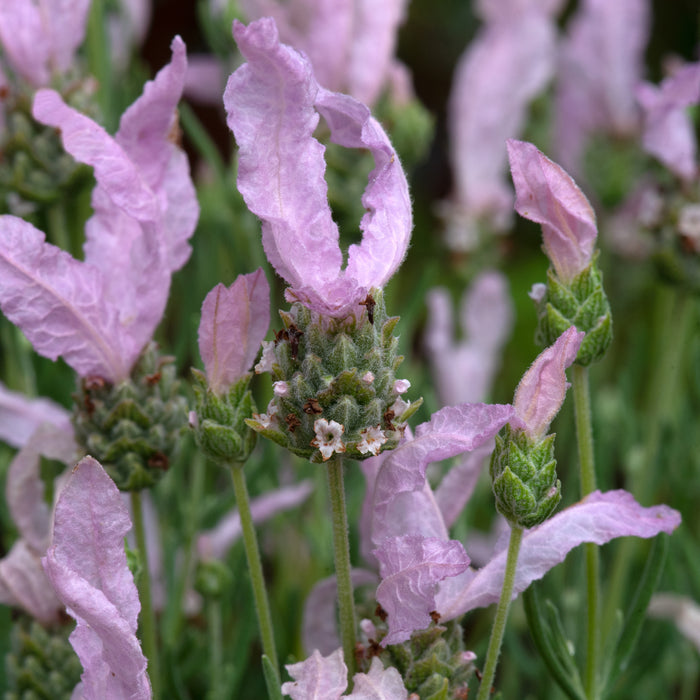 Lavender Lavinnova Baby Pink 3 x 5cm Buy 3 Get 3 free - Dispatches from 3rd April