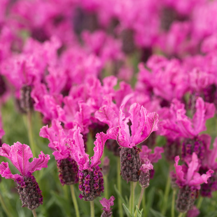 Lavender Lavinnova Hot Pink 3 x 5cm  Buy 3 Get 3 free- Dispatches from 3rd April