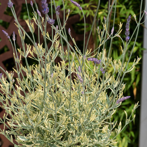 Lavandula Meerlo 6 Plant Pack - Despatch from WC 14th March - Plants2Gardens