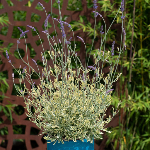 Lavandula Meerlo 6 Plant Pack - Despatch from WC 14th March - Plants2Gardens