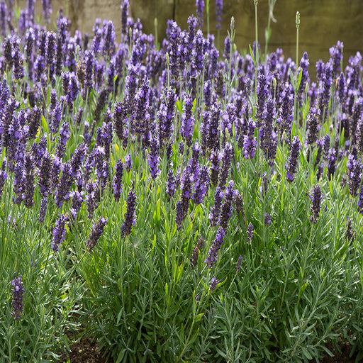 Lavender Blue Spear 5 Plant Pack - Dispatches from 27th May - Plants2Gardens