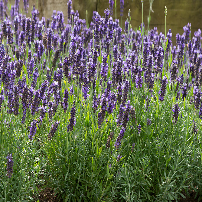 Blue Spear English Lavender