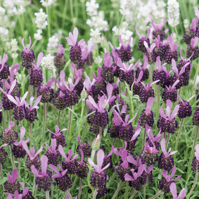 fathead lavender plants Buy Repeat Flowering French Lavender Fathead Online For Only £11.50 — Plants2Gardens