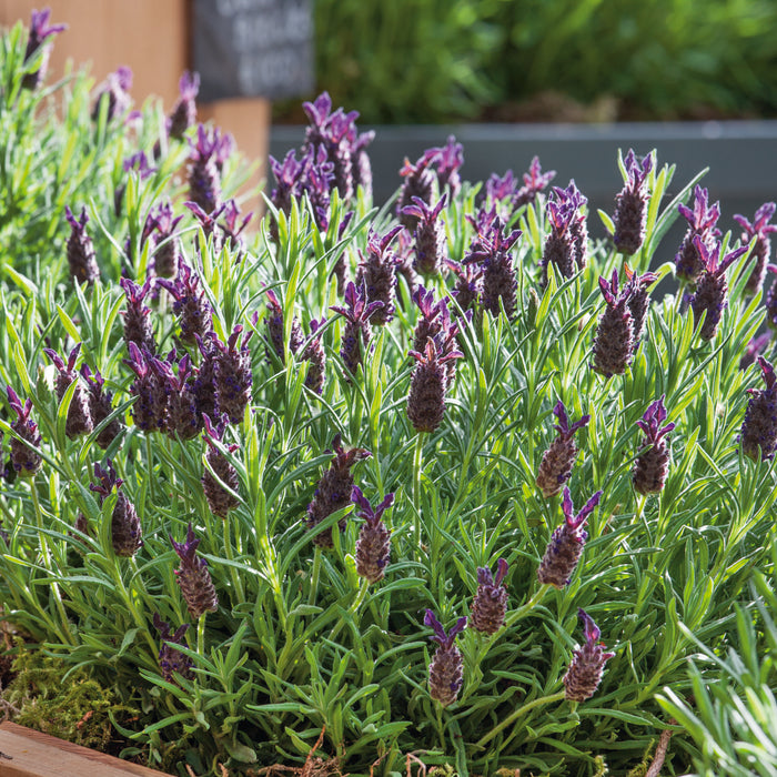 fathead lavender plants Buy Repeat Flowering French Lavender Fathead Online For Only £11.50 — Plants2Gardens