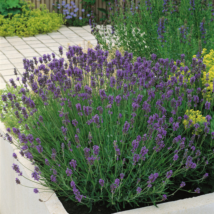 English Lavender Munstead - Plants2Gardens