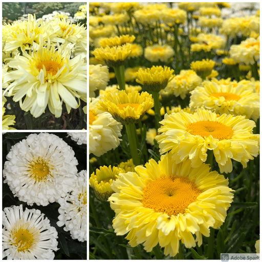 Leucanthemum Shasta Daisy 3 Plant Collection- Despatch From WC 28th February - Plants2Gardens