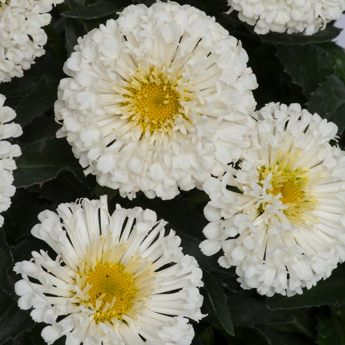 Leucanthemum Shasta Daisy 3 Plant Collection- Despatch From WC 28th February - Plants2Gardens