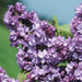 Lilac Syringa General Pershing - Plants2Gardens
