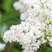 Lilac Madame Lemoine 3ltr - Plants2Gardens