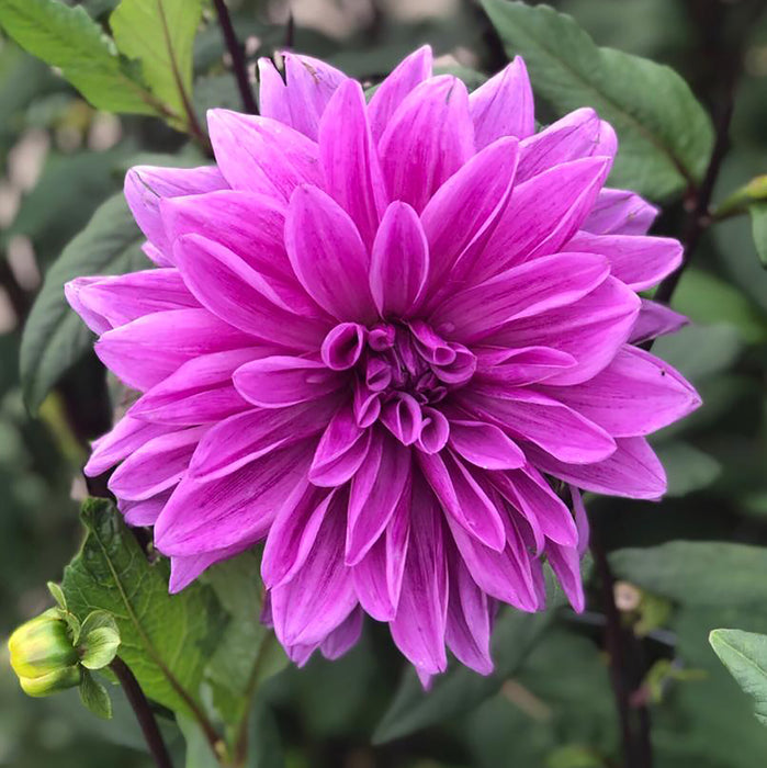 Large Flowering Dahlia Collection 10 x tubers - Plants2Gardens