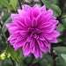 Large Flowering Dahlia Collection 10 x tubers - Plants2Gardens