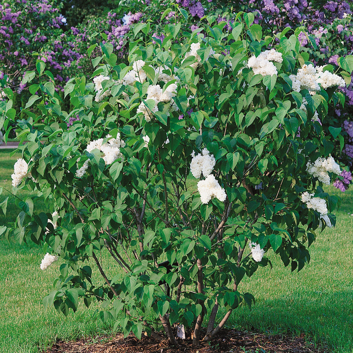 Lilac Madame Lemoine 3ltr - Plants2Gardens