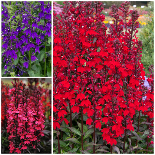Lobelia Starship Collection 6 x 6cm plant - Dispatches from 18th March - Plants2Gardens
