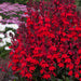 Lobelia Starship Collection 6 x 6cm plant - Dispatches from 18th March - Plants2Gardens