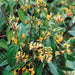 Lonicera Copper Beauty 3 Plant Pack - Plants2Gardens