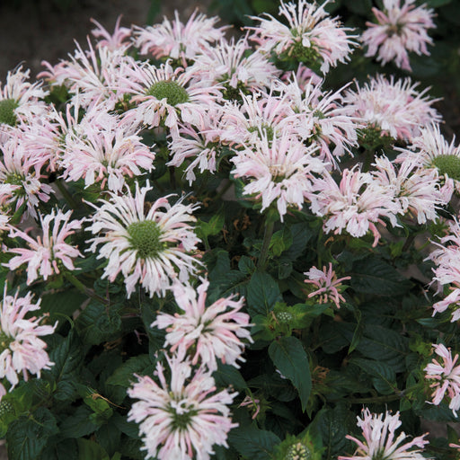 Monarda Melua Appleblossom 3 x 5cm - Plants2Gardens