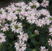 Monarda Melua Appleblossom 3 x 5cm - Plants2Gardens