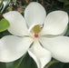 Magnolia Grandiflora Little Gem - Plants2Gardens