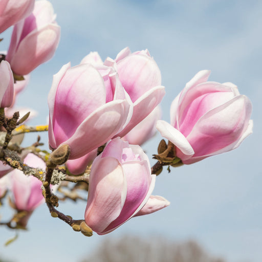 Magnolia soulangeana - Plants2Gardens