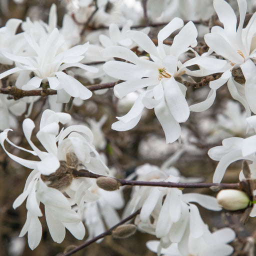 Magnolia Stellata Shrub - Plants2Gardens