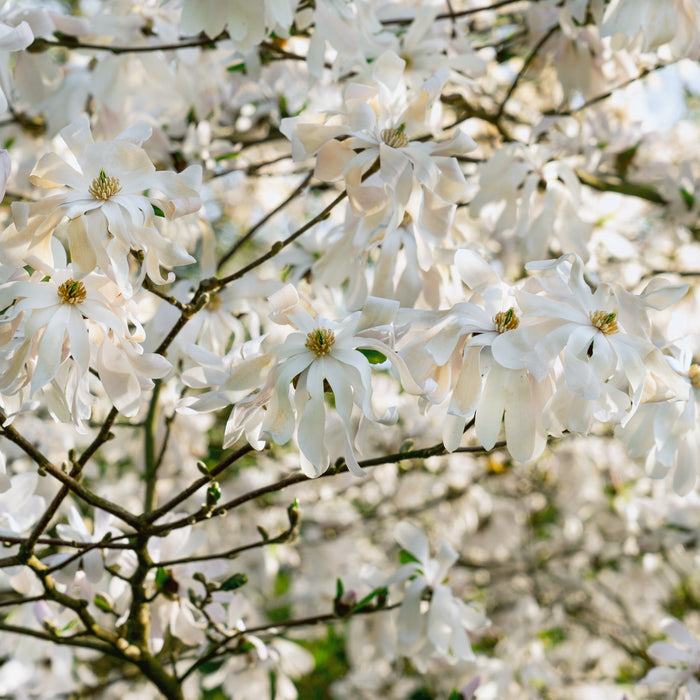 Magnolia Stellata Shrub - Plants2Gardens