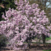 Magnolia soulangeana - Plants2Gardens